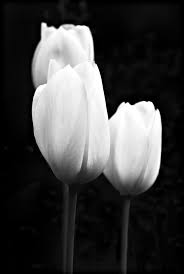Attractive Classy Black And White Cover Photos For Facebook Tulips Black And White Painting Dark Flowers Tulips