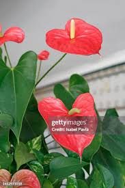 Image result for Araceae