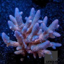 Blue Acropora Spathulata Makes Our Polyps Swoon Sps Coral Reef Tank Blue