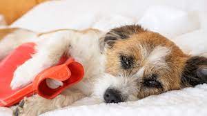 Check spelling or type a new query. Help My Dog S Stomach Is Making Noises Thegoodypet