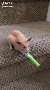 Meme pfps for tiktok : Funny Hamster Pfps Tiktok Novocom Top