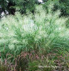 Image result for Panicum novemnerve