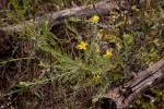 Image result for Pearsonia aristata