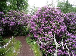 Five striking purple petals that overlap each other slightly, with a white centre. Trees And Shrubs Lyonshall Nurseries And Garden Centre Herefordshire