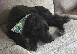 All pets veterinary hospital address, phone and customer reviews. Lyme Veterinary Hospital Lyme Veterinarians