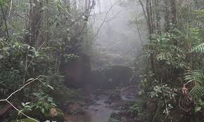 Borneo Wandern Im Nebel Am Mount Kinabalu Nebel Landschaft Schonste Wanderwege