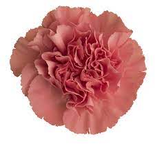 Colibri Flowers Carnation Ikebana Grower Of Carnations Minicarnations Roses Greenball And Fillers Carnations Flowers Photography Flowers