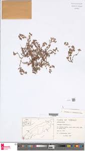 Image result for Euphorbia ophthalmica