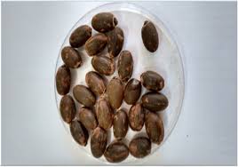 Image result for Sterculia