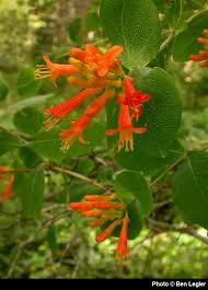 Image result for Helixanthera woodii