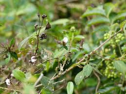 Image result for Blepharis maderaspatensis