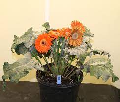 Afe Research Aims To Protect Gerbera From Powdery Mildew Gerbera Plant Gerbera Flower Gerbera