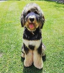 Handsome Golden Mountain Doodle From Swissridge Kennels Mini Doodle Puppies Goldendoodle Puppy Mini Goldendoodle Puppies