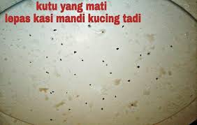 Namun meskipun begitu, ada baiknya kamu juga tahu penyebabnya agar bisa mencegah kutu menyerang kucing. Yana Ishak Multi Purpose Spray Hilangkan Kutu Kucing Facebook