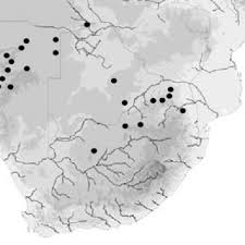 Image result for Walleria mackenziei