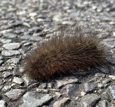 シロヒトリ 毛虫