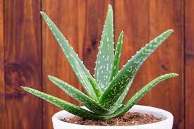 Your plant looks good, except lightening of the green color d yes, the white spots are all the same, no change in texture nor raising above the surface, just they multiplied. Aloe Vera How To Care For Aloe Vera Plants The Old Farmer S Almanac