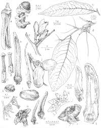 Image result for Xylopia tenuipetala