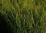 Image result for Crotalaria sphaerocarpa