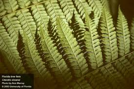 Image result for Ctenitis