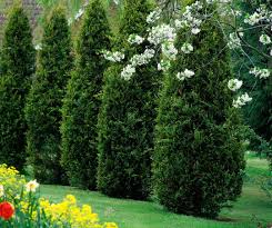 Thuja Dungen Pflege Tipps Fur Den Lebensbaum Thuja Hecke Pflanzen Thuja Hecke