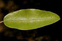 Image result for Croton megalocarpus