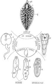 Alternative images for a labeled diagram of a fluke labelled diagram of liver fluke human anatomy chart. Liver Fluke Life Cycle Clipart Etc
