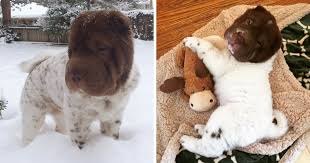 The brush coat is thicker, about an inch long. Bear Coat Shar Pei Petfinder