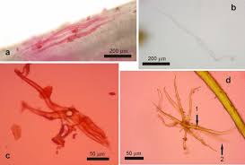 Image result for Stomatanthes helenae