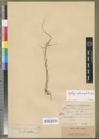 Image result for Kyllinga alba