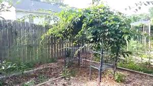 This kiwi variety will also add beauty to the landscape by erupting with hundreds of vibrant white blooms in the early spring that turn into showy. Growing Kiwi In Planting Zone 7 In New Jersey Youtube
