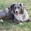 What are facts about australian shepherds? 1