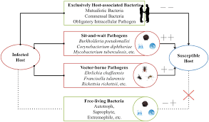 Frontiers The Sit And Wait Hypothesis In Bacterial