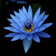 Blue Lotus Flower Wallpaper 08 Lotus Flower Pictures Images Blue Flower Wallpaper Blue Lotus Flower Blue Flowers Background