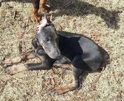 He will come with an extra large. Doberman Pinscher Puppies For Sale Greensboro Nc 72367