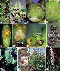 Image result for Santalaceae