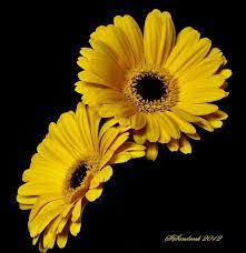Silvia Sandrock Gerbera Flower Flowers Black Background Gerbera