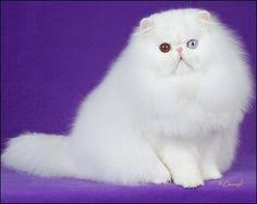 Namun, memelihara kucing dengan bulu panjang, memiliki konsekuensi dan karena variasi penampilan yang lucu dan memesona, serta karakter yang jinak, menjadi jenis hewan primadona di seluruh dunia. Kucing Lucu Kucinglucu Profile Pinterest