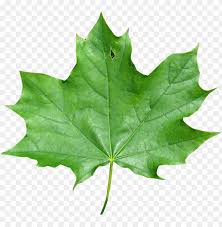 export as maple leaf png image with transparent background toppng export as maple leaf png image with