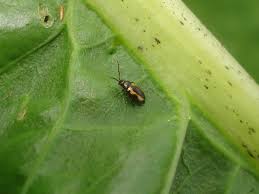 When you know flea beetles will find your crop, give them something else to eat. Striped Flea Beetle Wikipedia