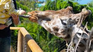 Zürafa Yemleme Sepeti (Yüksek Montaj)