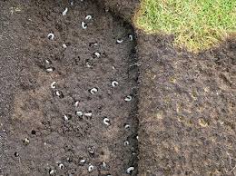 Because if there's something attractive about your property they come back again and again. Prevent Raccoon Digging Up Lawn Or Yard
