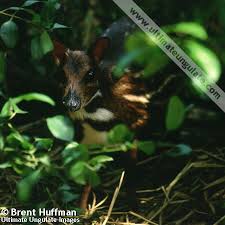 Image result for Cylindropsis parvifolia