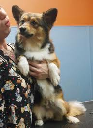 Maybe you would like to learn more about one of these? Pomsky Pomeranian Corgi Mix Novocom Top