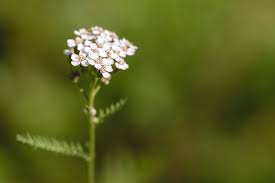 Yarrow Flowers Yarrow Flower Small White Flowers Flowers