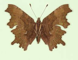 Image result for Polygonia c-album