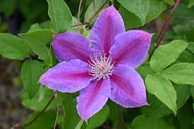 Clematis and tomatoes are two exceptions to the usual rule, and are best planted 6 inches deeper than the soil level in the pot. Dr Ruppel Clematis Clematis Dr Ruppel In Des Plaines Mount Prospect Elk Grove Glenview Nile Illinois Il At Lurvey Garden Center