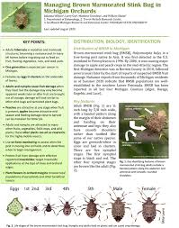 The first stateside sighting of this insect was in pennsylvania if you want to learn more about the brown marmorated stink bug then visit our website or techletter.com (a website dedicated to pest control publications. Managing Brown Marmorated Stink Bug In Michigan Orchards Fruit Nuts