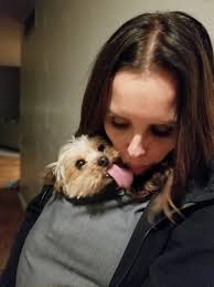 Bring Louie home': Well-loved Yorkie nabbed near the Governor's Mansion