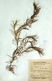 Image result for Najadaceae